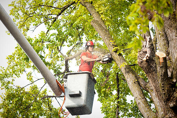 Residential Tree Removal in Manhattan Beach, CA